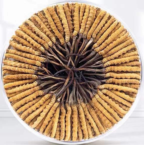 精河冬虫夏草回收